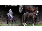 Gaited Trail Ranch Gelding