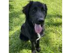Adopt Lewis a Mixed Breed