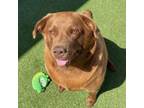Adopt Hershey a Chocolate Labrador Retriever