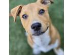 Adopt *Almond Puppy a Pit Bull Terrier