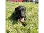 Adopt TOPAZ a Black Labrador Retriever, Mixed Breed