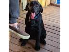 Adopt JASPER a Black Labrador Retriever, Mixed Breed