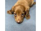 Dachshund Puppy for sale in Glen Rose, TX, USA