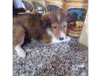 Shetland Sheepdog Puppy for sale in Fairfield, ME, USA