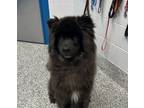 Adopt Ciao a Chow Chow, Standard Poodle