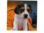 Adopt Freckles (Oreo's Litter) a Beagle, Hound
