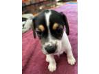 Adopt Big Boy (Oreo's Litter) a Beagle, Hound