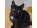 Adopt Catsanova a Domestic Short Hair