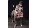 Adopt Drew - AVAILABLE BY APPOINTMENT a Pit Bull Terrier, Mixed Breed