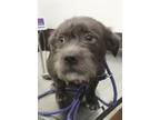 Adopt Toby a Terrier, Mixed Breed