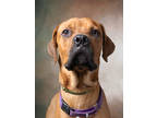 Adopt Prism a Boxer, Mixed Breed