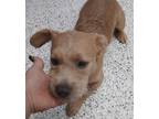 Adopt Prince a Terrier, Mixed Breed