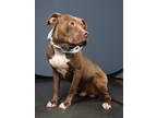 Adopt Flame a Pit Bull Terrier, Mixed Breed