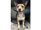Adopt Furnace a Mixed Breed