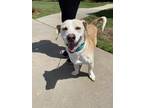 Adopt Ozone a Mixed Breed