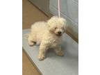 Adopt Cotton Ball - IN FOSTER a Mixed Breed