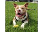 Adopt Red a Pit Bull Terrier