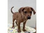 Adopt Rollo a Hound, Mixed Breed