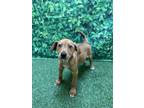 Adopt Ragnar a Hound, Mixed Breed