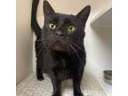 Adopt Aiden a Domestic Short Hair