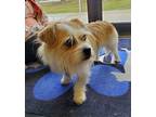 Adopt Miles a Shih Tzu, Terrier