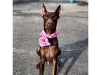 Adopt Zeppelin a Doberman Pinscher