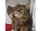 Adopt Beaux a Domestic Long Hair, Domestic Short Hair