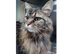 Adopt Beaux (In Foster) a Domestic Long Hair, Domestic Short Hair