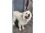 Adopt Campbell a Great Pyrenees