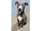 Adopt Tucker a Pit Bull Terrier, Mixed Breed