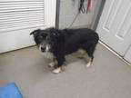 Adopt Aldo a Australian Shepherd