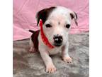 Adopt Kovu a Terrier, Mountain Cur