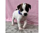 Adopt Kit a Terrier, Mountain Cur