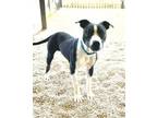 Adopt Beau a Pit Bull Terrier, Mixed Breed