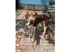 Adopt Apollo 13 a Coonhound, Mixed Breed
