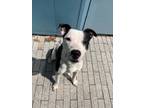 Adopt Borden (Underdog) a Mixed Breed