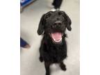 Adopt Raygon a Pointer, Mixed Breed