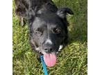 Adopt Paco a Mixed Breed, Retriever