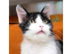 Adopt Wreck It Ralph a Domestic Medium Hair, Domestic Short Hair