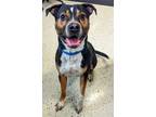 Adopt Major a Boxer