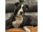 Adopt Pop a American Staffordshire Terrier