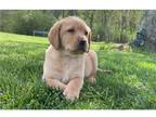 Labrador Retriever Puppy for sale in Danville, VA, USA