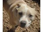 Adopt Ace 24 a American Staffordshire Terrier