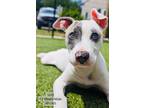 Adopt Gus a Pit Bull Terrier, Mixed Breed