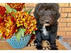 Mutt Puppy for sale in Oklahoma City, OK, USA