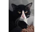 Adopt Frank (companion To Hermione) a Domestic Short Hair