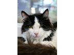 Adopt Pluto a Domestic Short Hair