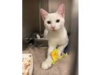 Adopt Cloudy a Domestic Short Hair