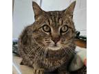 Adopt Riptide a Domestic Short Hair