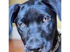 Adopt Leo a Labrador Retriever